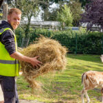 fotograaf beeldbank gemeente streetcasting buitendienst hooi voeren met herten