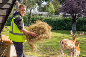 otograaf beeldbank gemeente streetcasting hooi voeren met herten